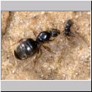 Lasius cf niger - Schwarzgraue Wegameise 04 10mm - Koenigin.jpg